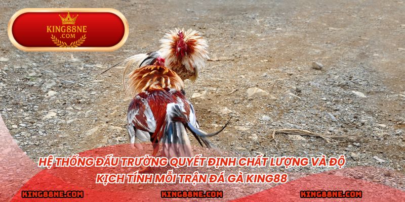 Hệ thống đấu trường quyết định chất lượng và độ kịch tính mỗi trận đá gà king88