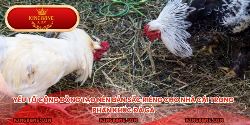 Yếu tố cộng đồng tạo nên bản sắc riêng cho nhà cái trong phân khúc đá gà